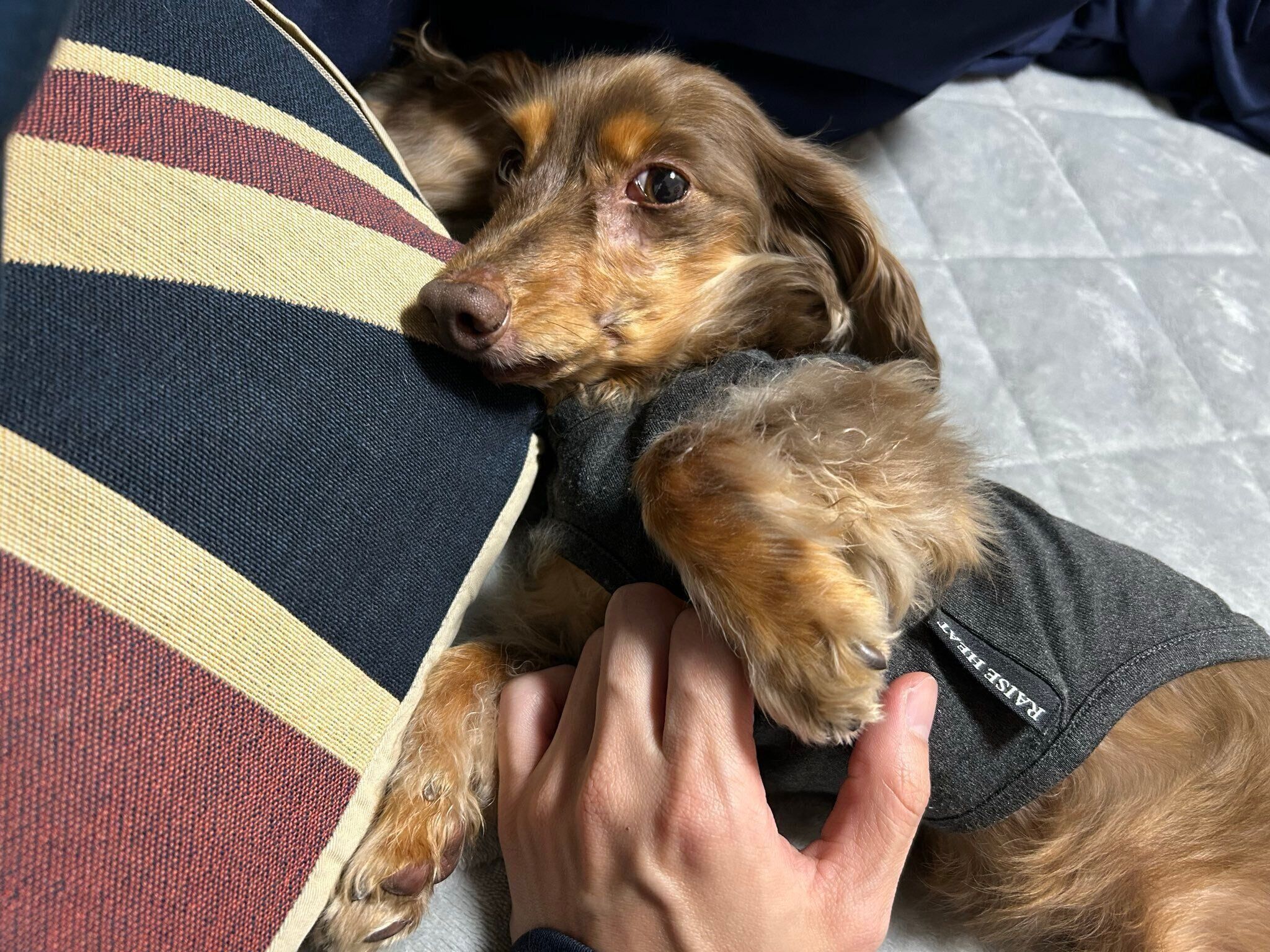 飼い主さんになでられるちるくん