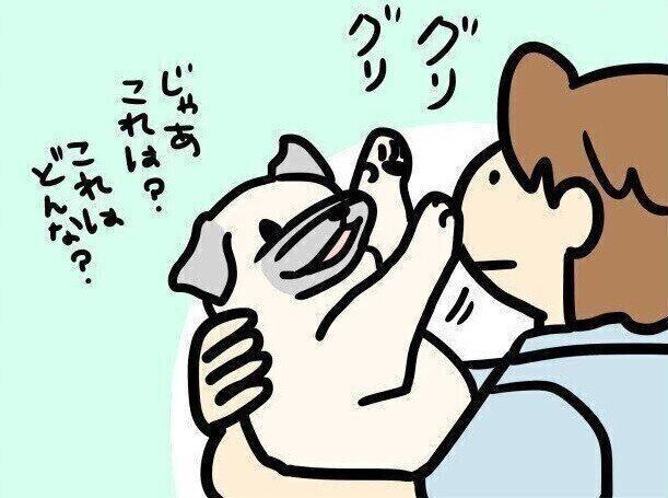 【連載】パグ犬・めー vol.109