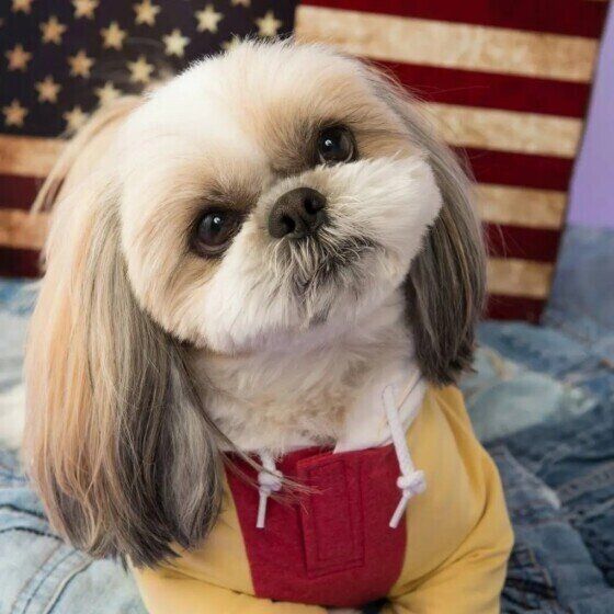 首をかしげるシーズーのポチャッコくん