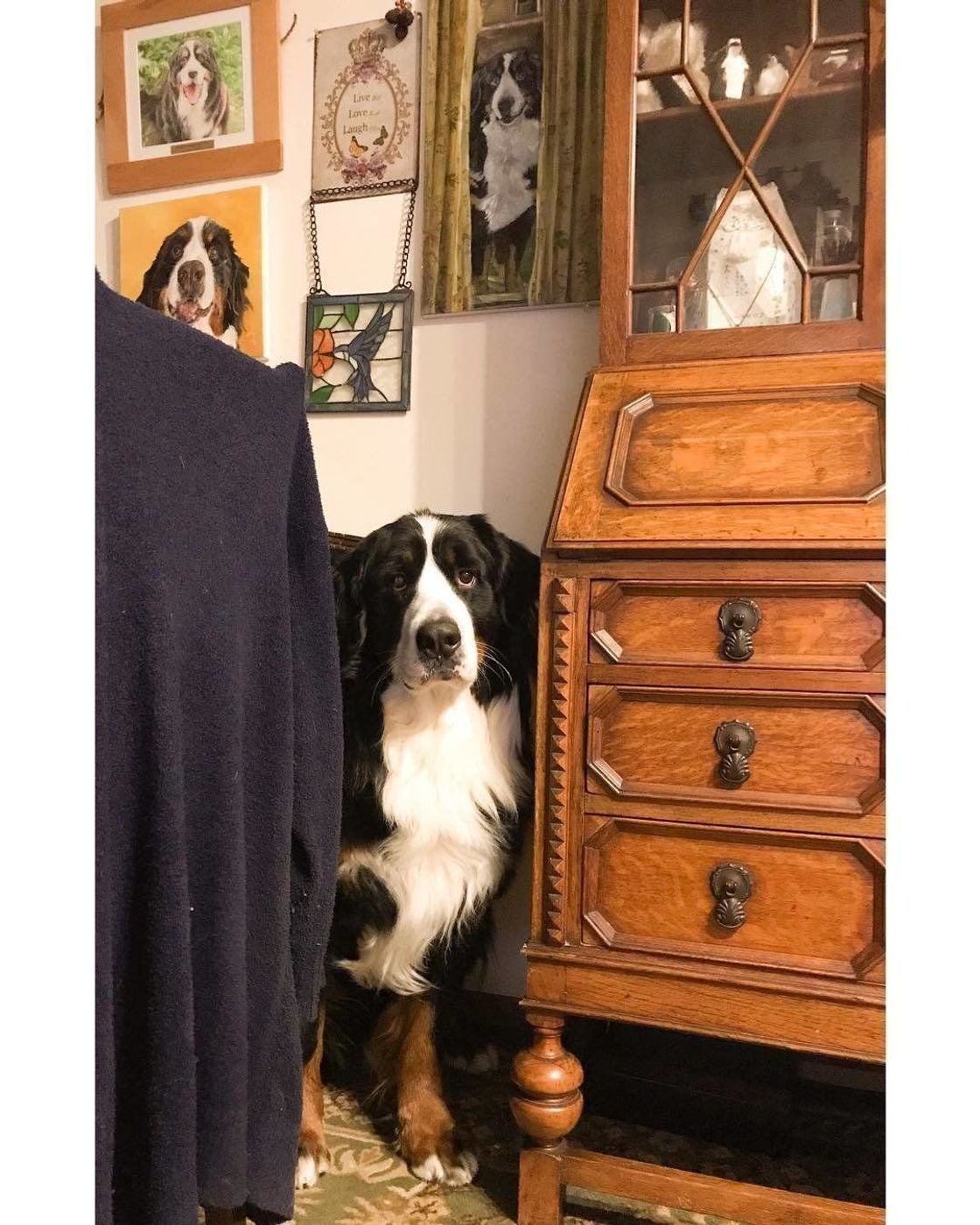 おもしろかわいい 家政婦は見た犬 そのときどんな気持ちなの いぬのきもちweb Magazine おもしろかわいい 家政婦は見た犬 そのときどんな気持ちなの いぬのきもちweb Magazine