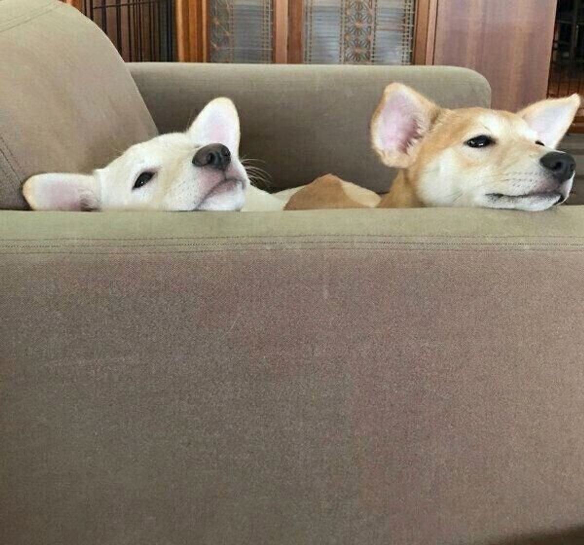 宮古島の保健所に収容されていた臆病な姉妹犬 家族になって1年 苦手を克服しようとする姿に成長を実感 いぬのきもちweb Magazine 宮古島の保健所に収容されていた臆病な姉妹犬 家族になって1年 苦手を克服しようとする姿に成長を実感 いぬのきもちweb Magazine