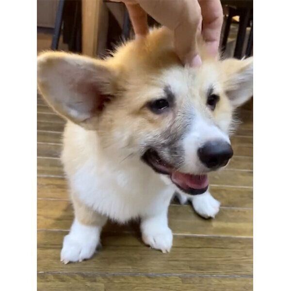 マッサージしてもらうレイくん