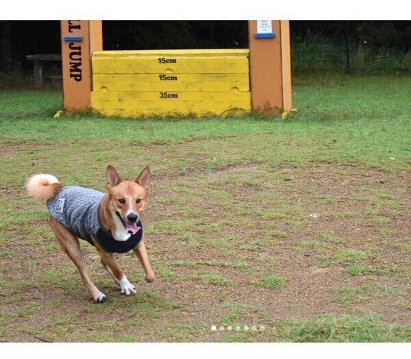 ドッグランで走る凛太郎くん