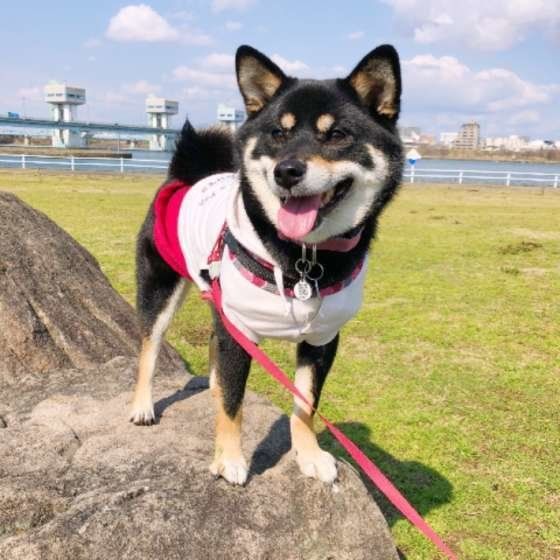 少ない？多い？愛犬のお散歩適量を確認しよう