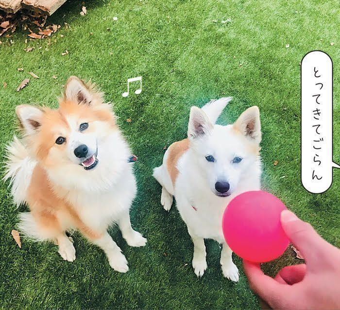 ミックス犬のやんちゃむちゃん・しらたまちゃん