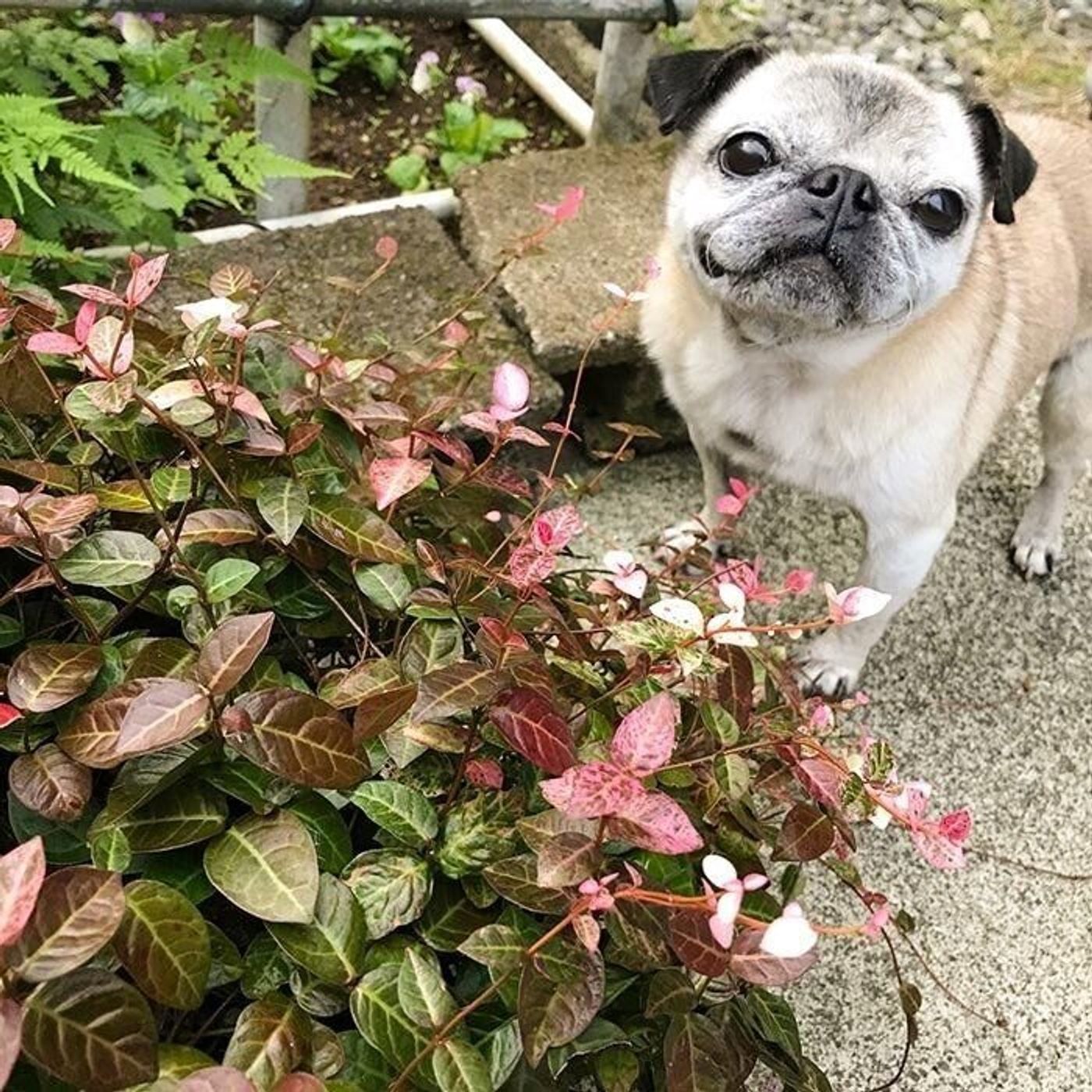 雨が降れば抱っこされ 恩師に会えば抱っこされるパグ犬 連載 パグ犬 めー Vol 127 いぬのきもちweb Magazine 雨が降れば抱っこされ 恩師に会えば抱っこされるパグ犬 連載 パグ犬 めー Vol 127 いぬのきもちweb Magazine