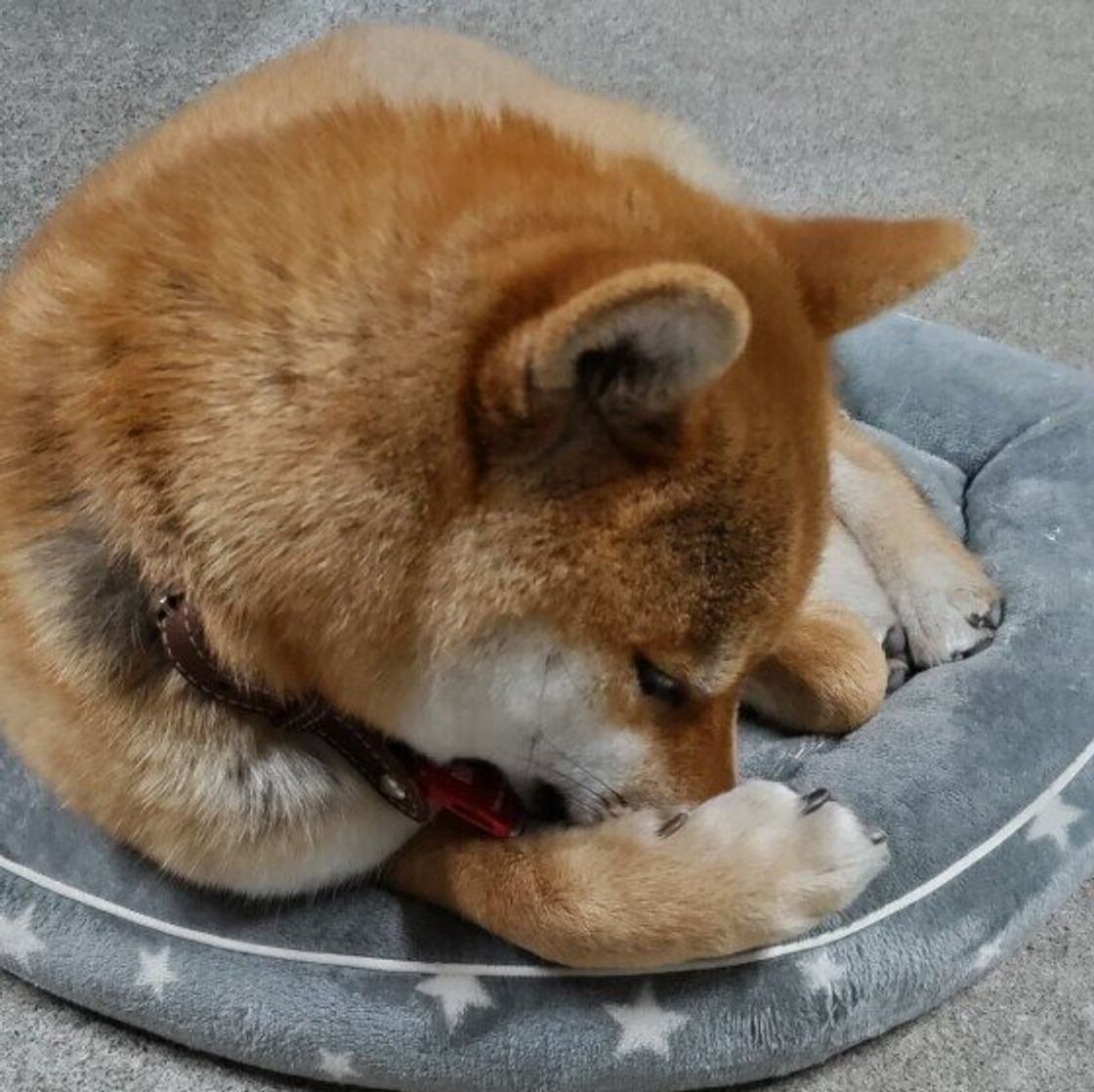 気づいてあげたい 犬が暇で退屈なときに見せるサイン 獣医師解説 いぬのきもちweb Magazine 気づいてあげたい 犬が暇で退屈なときに見せるサイン 獣医師解説 いぬのきもちweb Magazine