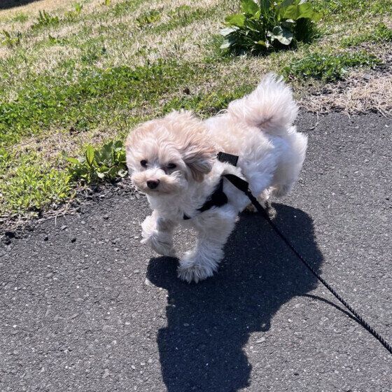 散歩中に走る小型Mix犬