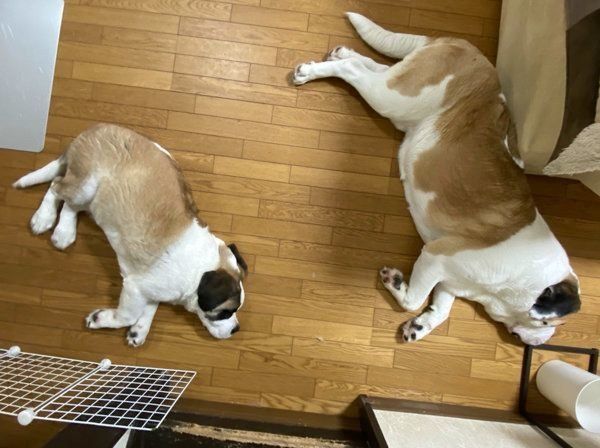 寝姿がシンクロするドーンくんとデイジーちゃん