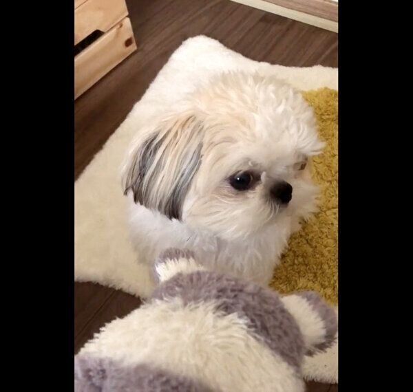 顔をそらしつつも、横目で標的をチェックするたむたむくん