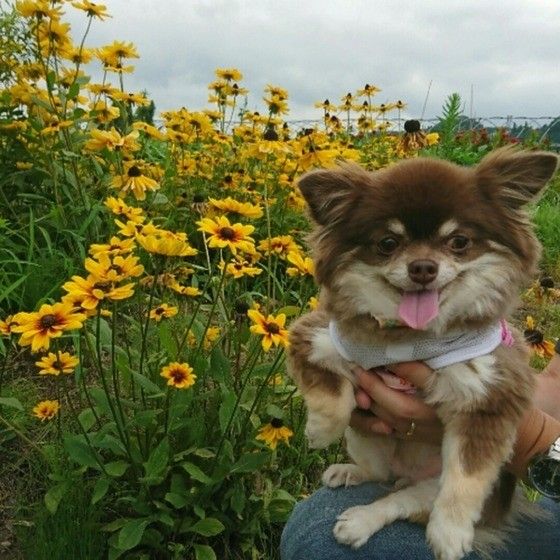 お花畑のチワワ