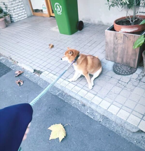 拒否柴中のエマちゃん