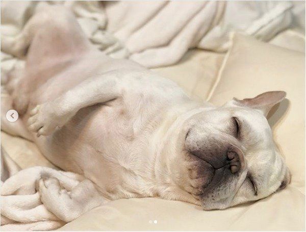 フレンチ・ブルドッグ