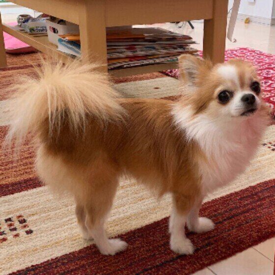 しっぽを立てる犬（チワワ、オス）