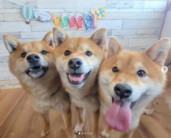 仲良しなコイくん、トロくん、ウニくん