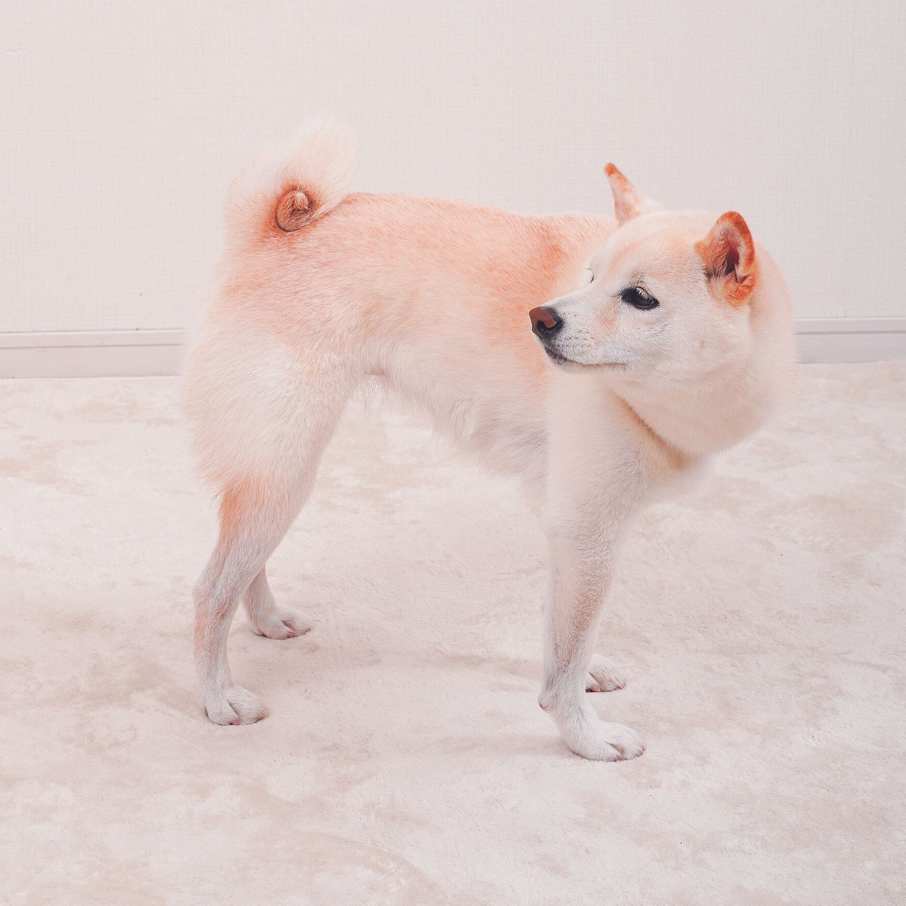 犬は熱さに鈍感