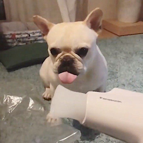 ドライヤーに威嚇するフレンチ・ブルドッグ