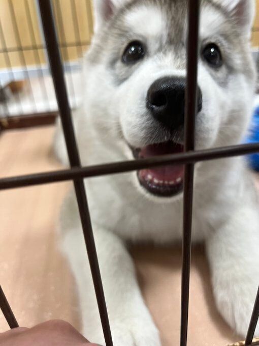飼い主さん宅にやってきたばかりの頃のぷんぷんくん