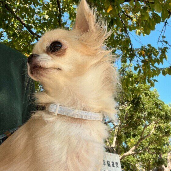 チワワのアイカちゃん