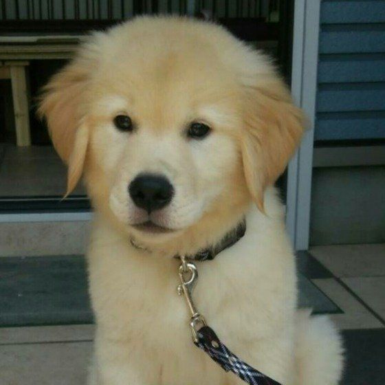 猿顔？のゴールデン・レトリーバー