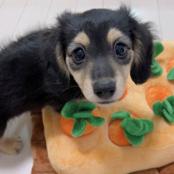 「犬用おもちゃ」種類別の遊び方と注意点は? 思わぬ事故を予防するポイント いぬのきもち