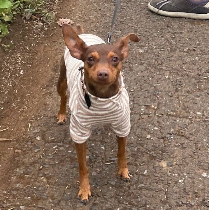 お散歩するりんちゃん