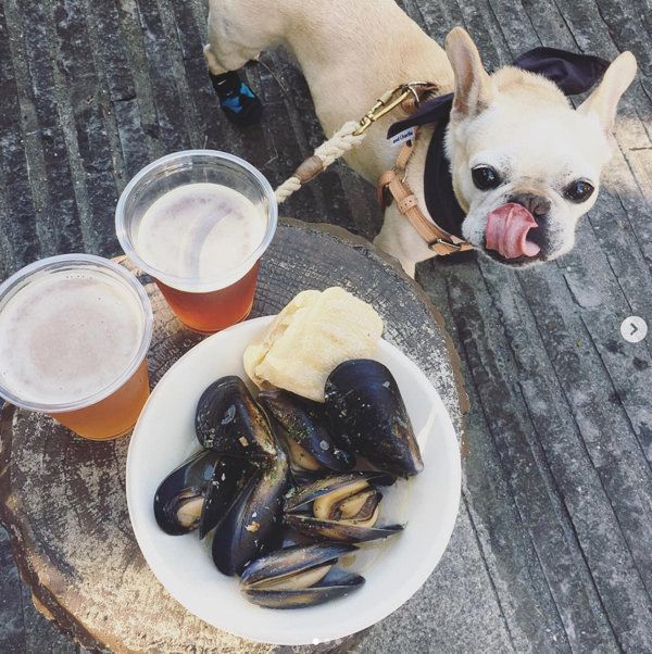 舌をペロリとする豆福ちゃん