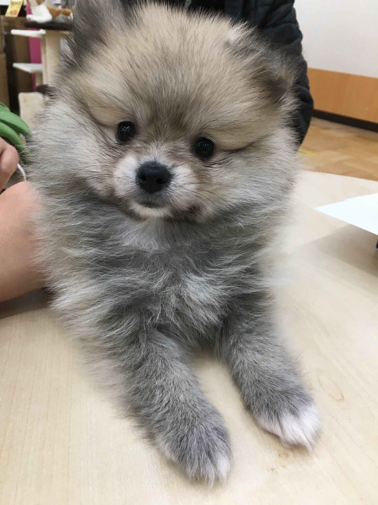 お迎えしたころ