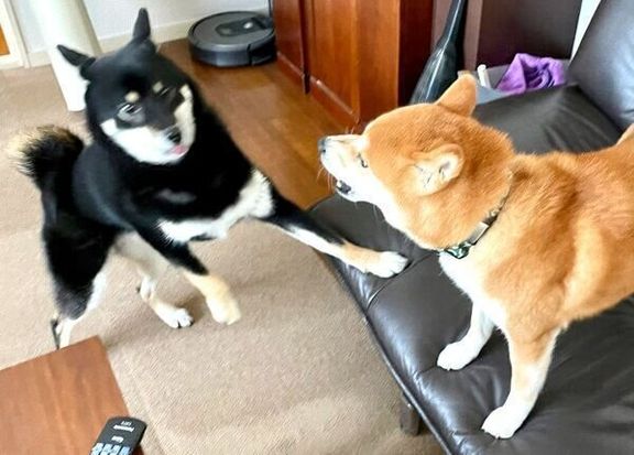 いい表情をするつぶらちゃんと、こてまる先輩