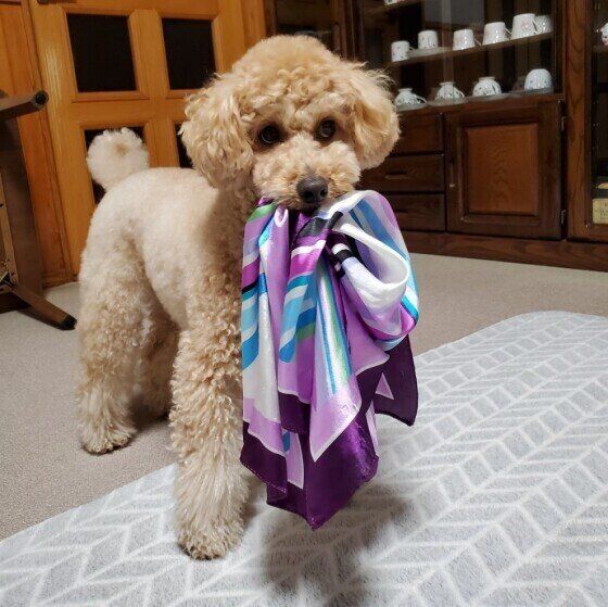 スカーフを咥えるまるくん（トイ・プードル）