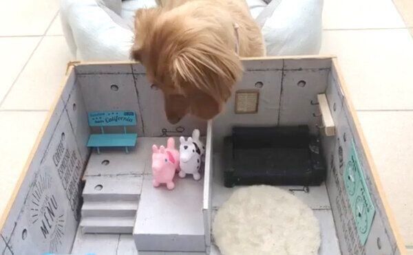 シュガちゃんを探すシフォンちゃん