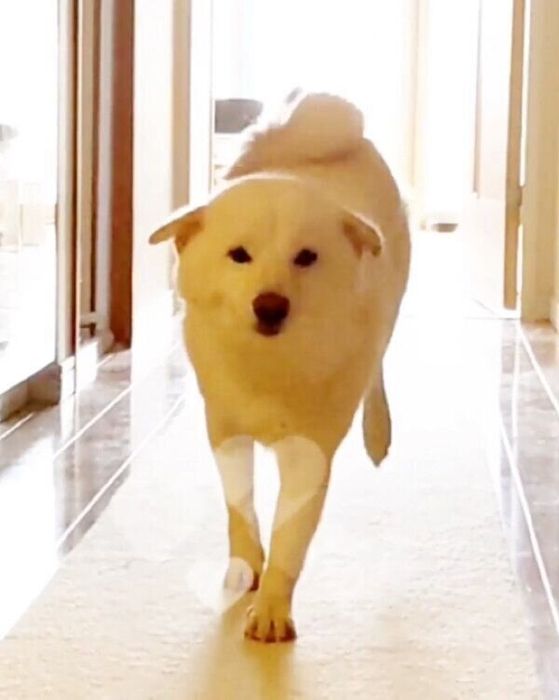 飼い主さんを出迎えるシロちゃん