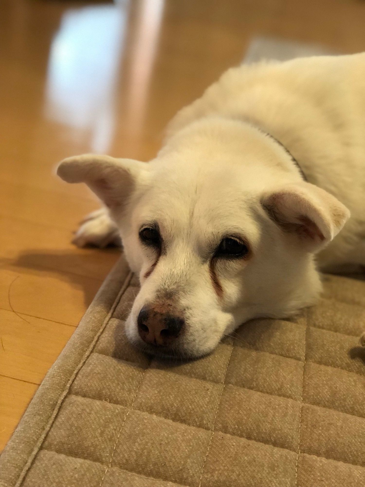 連載 おばあちゃん犬がやってきた 第3回 わざわざ老犬を飼うなんて いぬのきもちweb Magazine