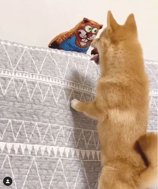 獲物を見つけた豆柴