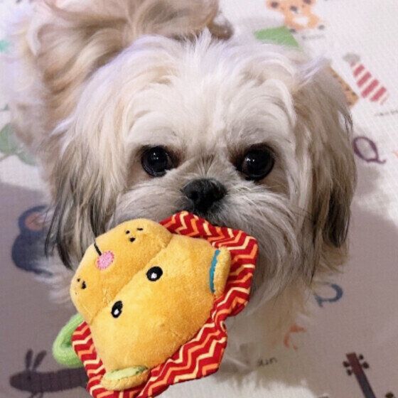 犬がブルブル震える理由は？ 体が濡れていないのに犬がブルブルするときの対応 いぬのきもち