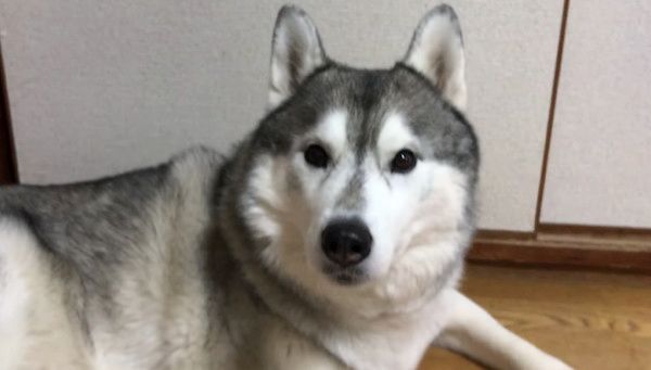 見つめるシベリアン・ハスキー