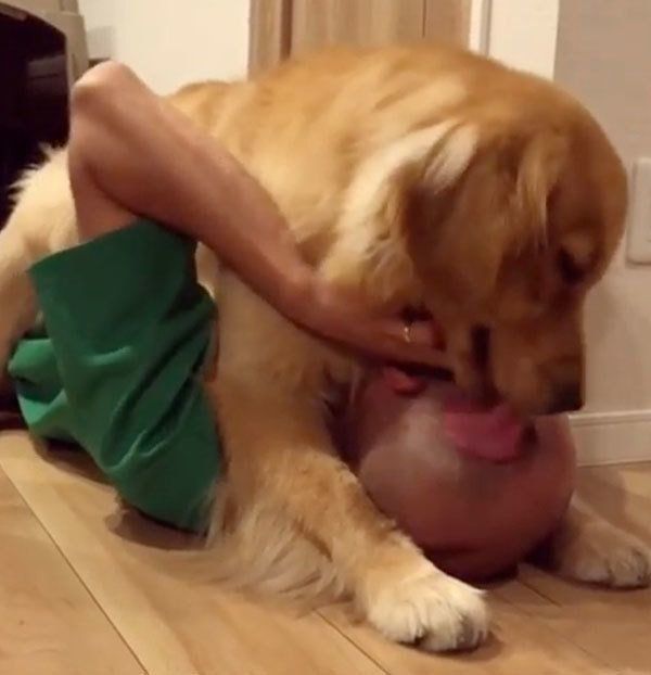 パパと戯れるゴールデン・レトリーバー