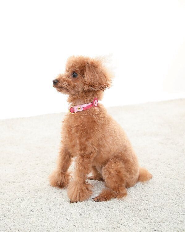 おすわりするトイプー