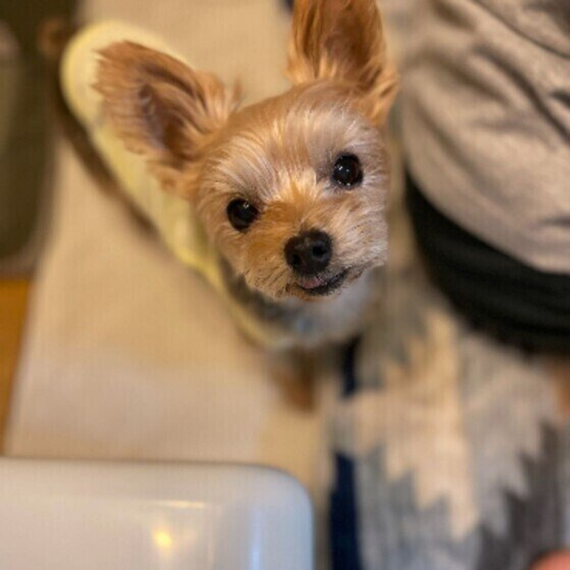 獣医師監修 犬にブルーベリーを与えるときは注意が必要 与えるメリットとデメリットを解説 いぬのきもちweb Magazine 獣医師監修 犬にブルーベリーを与えるときは注意が必要 与えるメリットとデメリットを解説 いぬのきもちweb Magazine