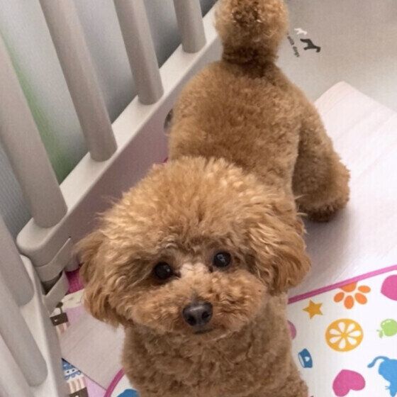 トイ・プードルのモカちゃん