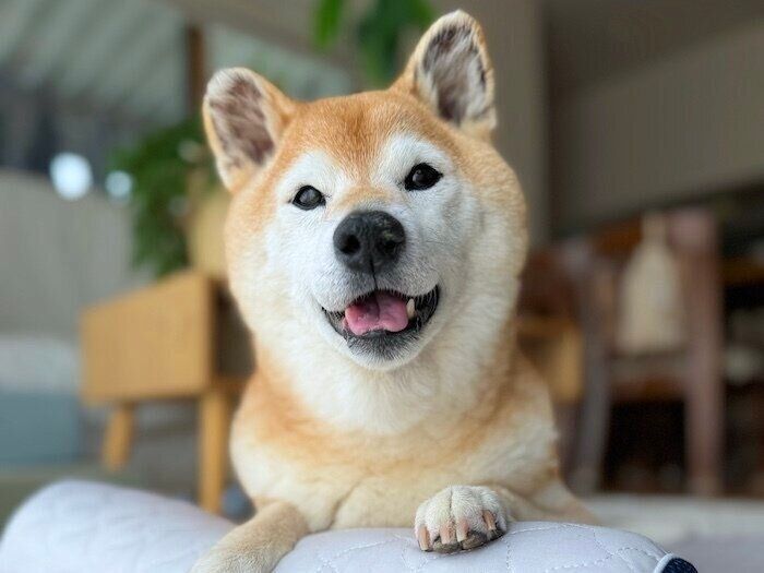 マロたんページ！ 柴犬マロたんオフィシャルブログ Powered by Ameba