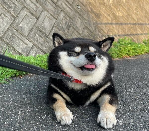 拒否柴をするたろうくん