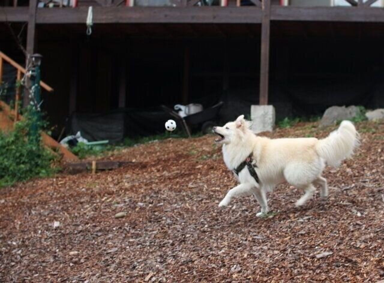 ありえない大福の行動 穴澤賢の犬のはなし いぬのきもちweb Magazine ありえない大福の行動 穴澤賢の犬のはなし いぬのきもちweb Magazine