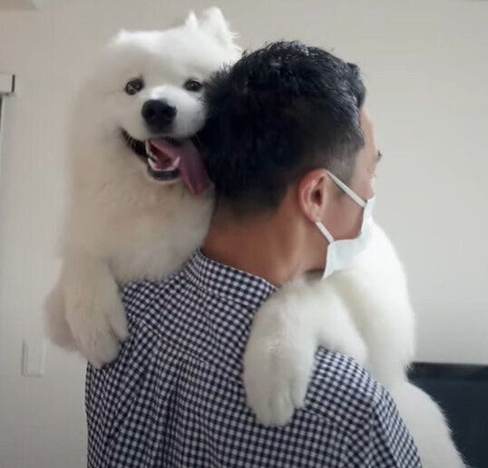 サモエドのサニーちゃん♡