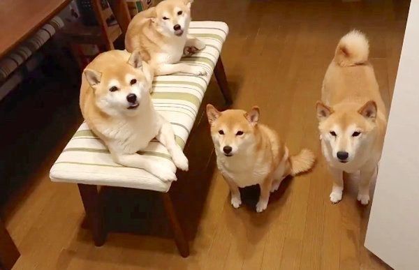 集まる柴犬一家