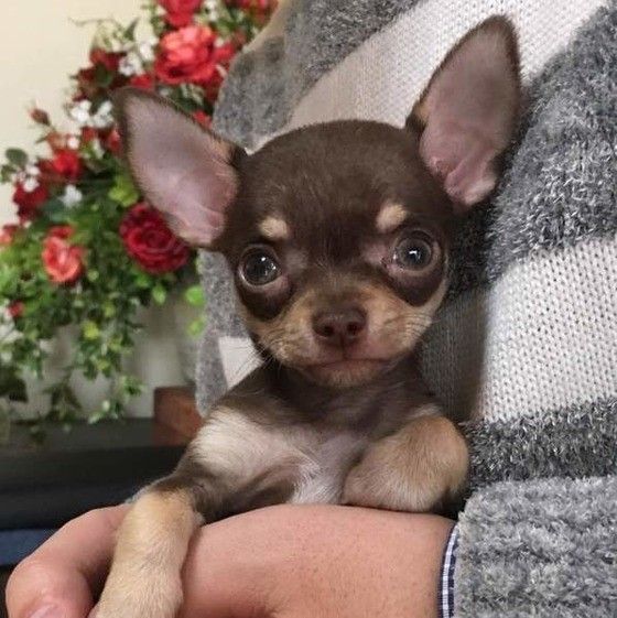 抱っこされているチワワ