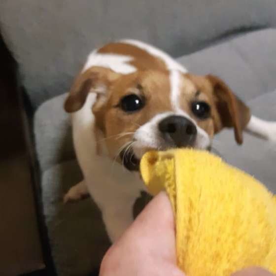 引っ張りっこで遊び中