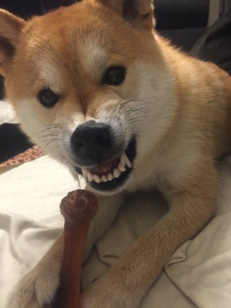 骨を持って怒っている？柴犬