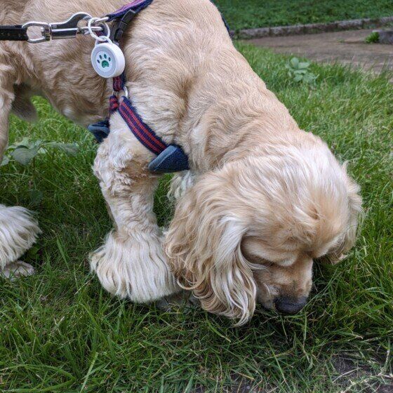 アメリカン・コッカー・スパニエルの犬志郎くん