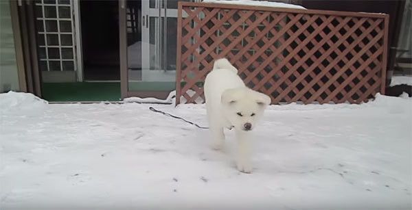 雪遊びする秋田犬